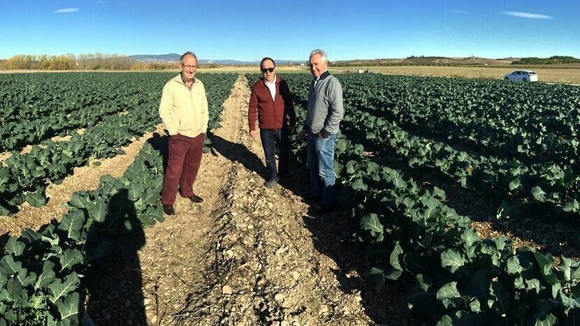 Parte izquierda standard agricultor, Parte derecha tratado con Verimark (Cyazypyr)|Sede FMC 2|blossom-2193372_960_720|macro-2177768_960_720|FMC Foto Noticia CATALOGO